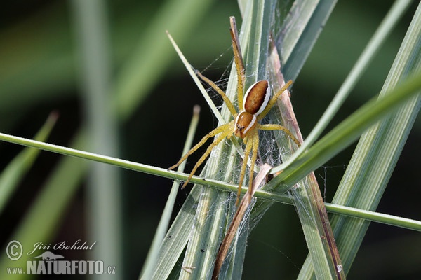 Gerandete Jagdspinne (Dolomedes fimbriatus)