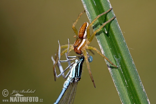 Gerandete Jagdspinne (Dolomedes fimbriatus)