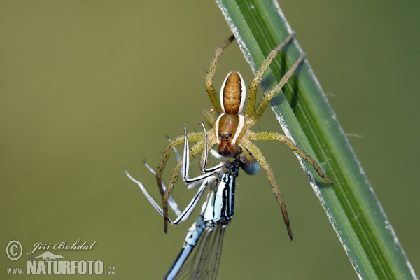 Gerandete Jagdspinne (Dolomedes fimbriatus)