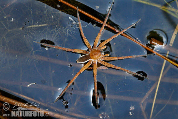 Gerandete Jagdspinne (Dolomedes fimbriatus)