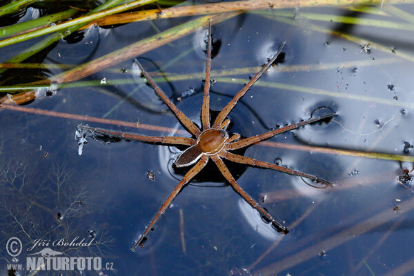 Gerandete Jagdspinne (Dolomedes fimbriatus)