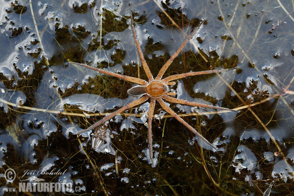 Gerandete Jagdspinne (Dolomedes fimbriatus)