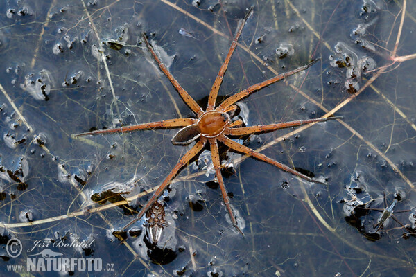 Gerandete Jagdspinne (Dolomedes fimbriatus)