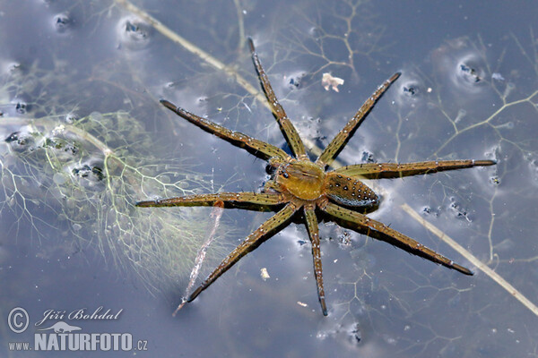 Gerandete Jagdspinne (Dolomedes fimbriatus)