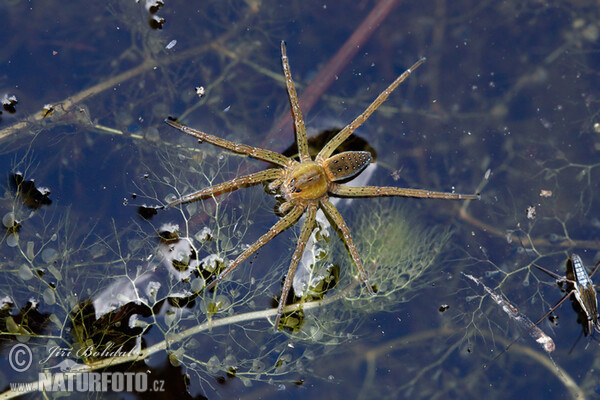 Gerandete Jagdspinne (Dolomedes fimbriatus)