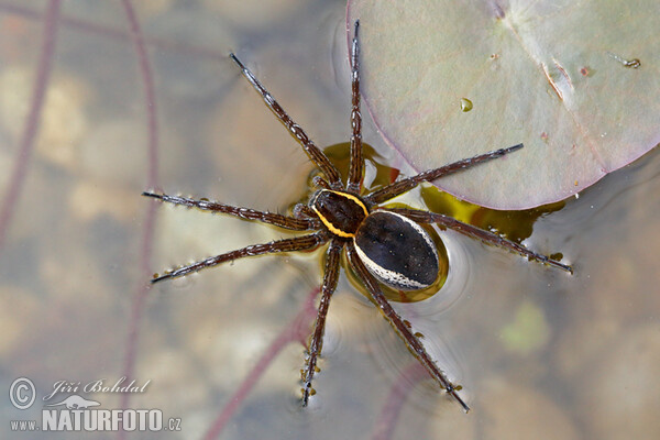 Gerandete Jagdspinne (Dolomedes fimbriatus)