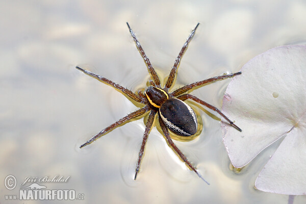 Gerandete Jagdspinne (Dolomedes fimbriatus)