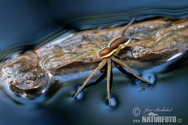 Gerandete Jagdspinne (Dolomedes fimbriatus)