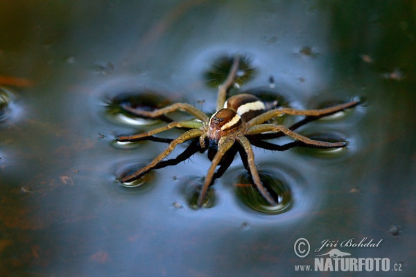 Gerandete Jagdspinne (Dolomedes fimbriatus)