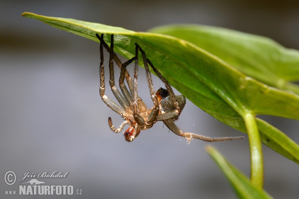 Gerandete Jagdspinne - Exuvie (Dolomedes fimbriatus)