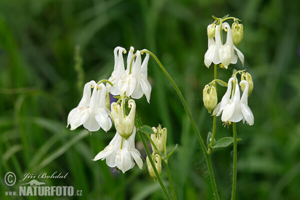 Gewöhnliche Akelei (Aquilegia vulgaris)