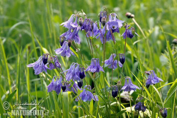 Gewöhnliche Akelei (Aquilegia vulgaris)