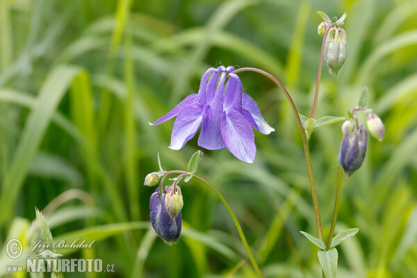 Gewöhnliche Akelei (Aquilegia vulgaris)