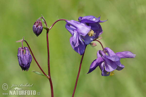 Gewöhnliche Akelei (Aquilegia vulgaris)