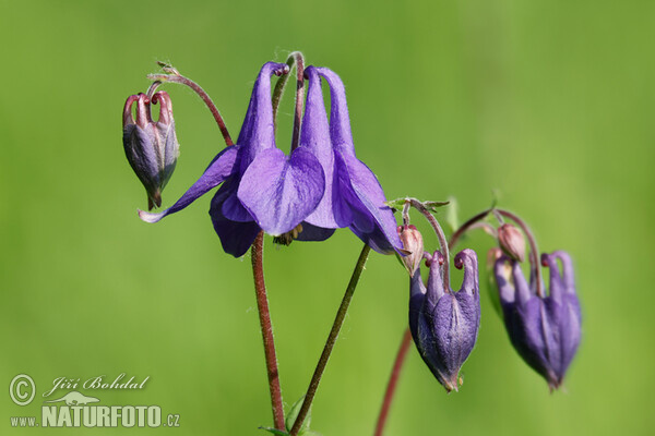 Gewöhnliche Akelei (Aquilegia vulgaris)