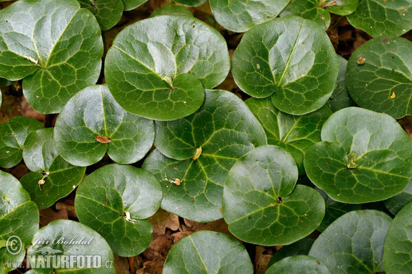 Gewöhnliche Haselwurz (Asarum europaeum)