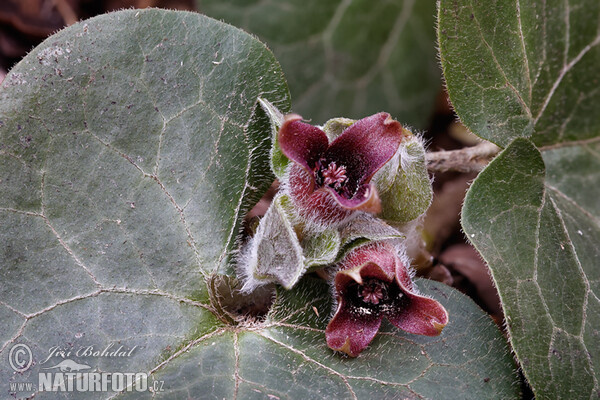 Gewöhnliche Haselwurz (Asarum europaeum)