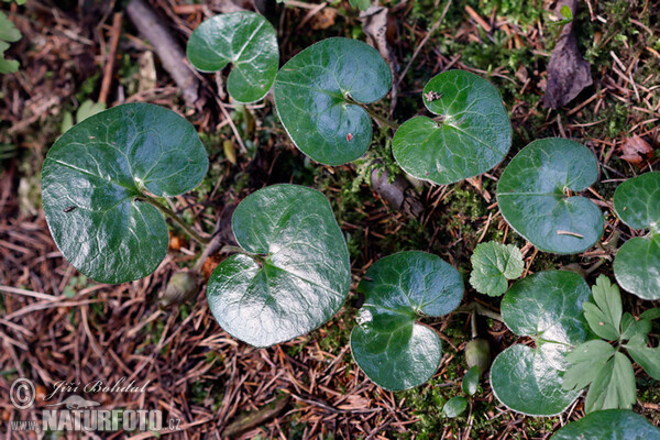 Gewöhnliche Haselwurz (Asarum europaeum)