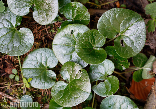 Gewöhnliche Haselwurz (Asarum europaeum)