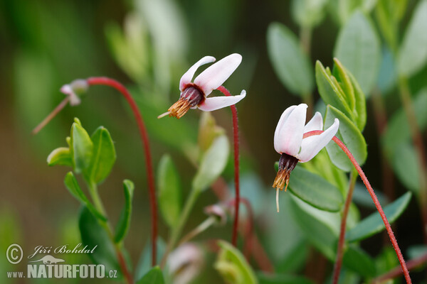 Gewöhnliche Moosbeere (Vaccinium oxycoccos)