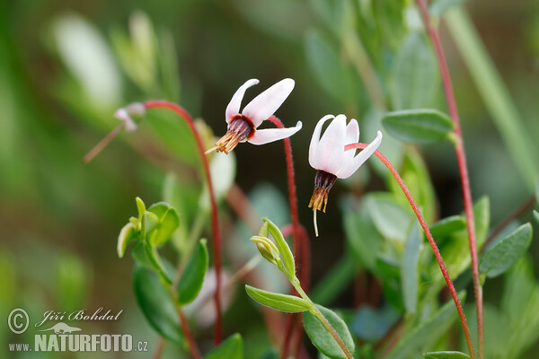 Gewöhnliche Moosbeere (Vaccinium oxycoccos)