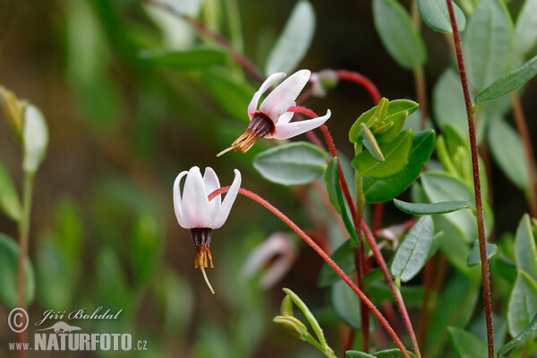 Gewöhnliche Moosbeere (Vaccinium oxycoccos)