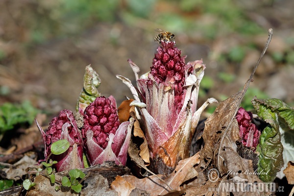 Gewöhnliche Pestwurz (Petasites hybridus)