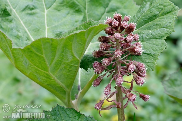 Gewöhnliche Pestwurz (Petasites hybridus)