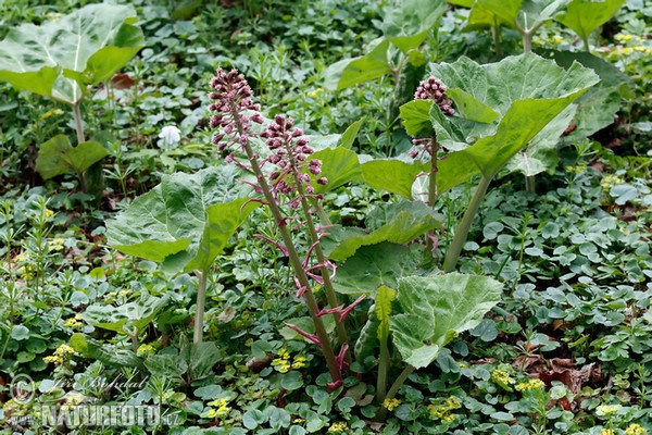 Gewöhnliche Pestwurz (Petasites hybridus)