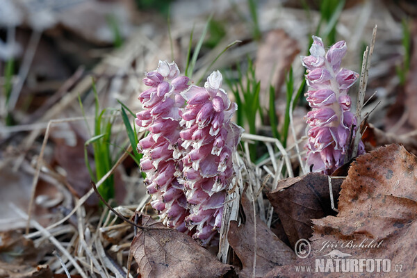 Gewöhnliche Schuppenwurz (Lathraea squamaria)