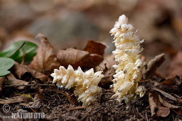 Gewöhnliche Schuppenwurz (Lathraea squamaria)