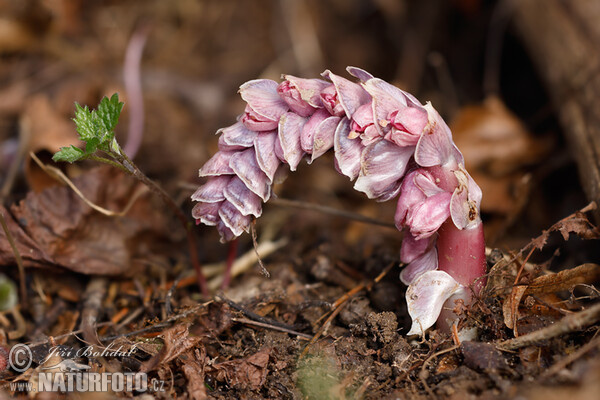 Gewöhnliche Schuppenwurz (Lathraea squamaria)