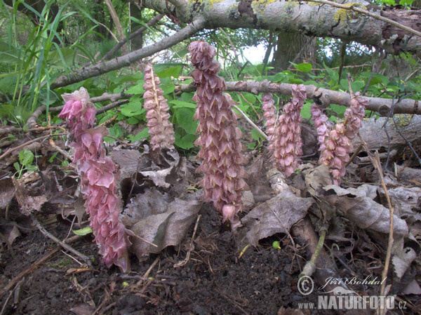 Gewöhnliche Schuppenwurz (Lathraea squamaria)