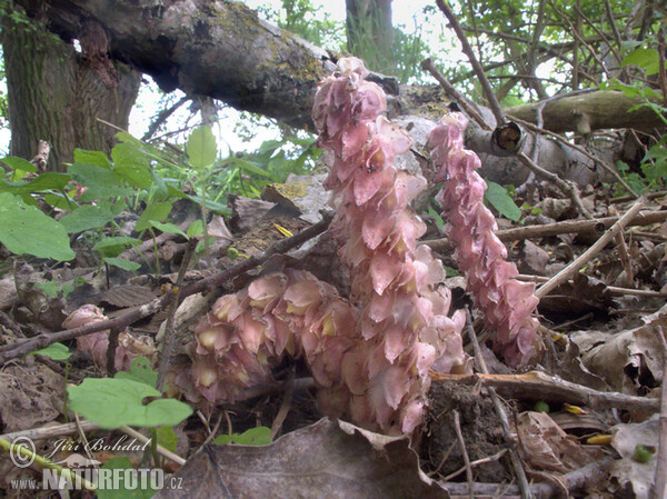 Gewöhnliche Schuppenwurz (Lathraea squamaria)