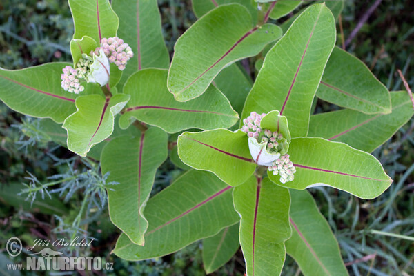 Gewöhnliche Seidenpflanze (Asclepias syriaca)