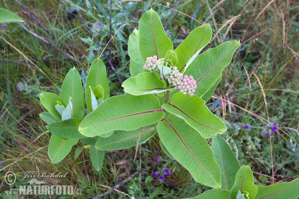 Gewöhnliche Seidenpflanze (Asclepias syriaca)