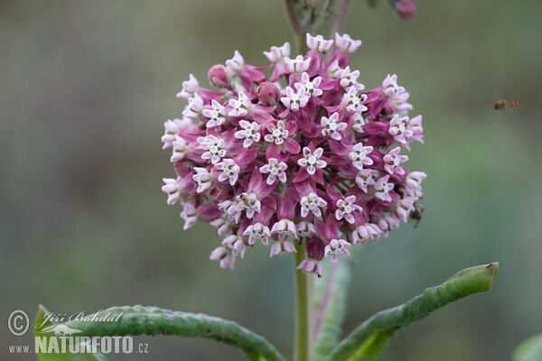 Gewöhnliche Seidenpflanze (Asclepias syriaca)