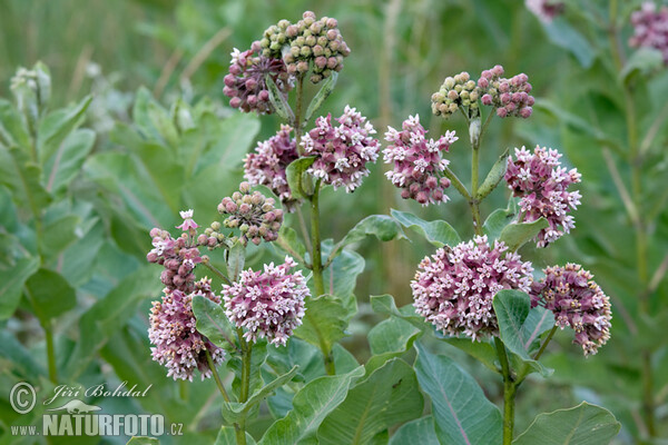 Gewöhnliche Seidenpflanze (Asclepias syriaca)