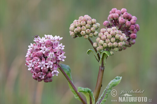 Gewöhnliche Seidenpflanze (Asclepias syriaca)