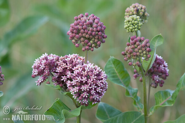 Gewöhnliche Seidenpflanze (Asclepias syriaca)