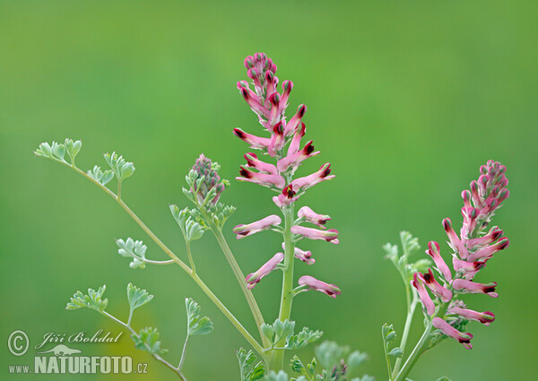 Gewöhnlicher Erdrauch (Fumaria officinalis)