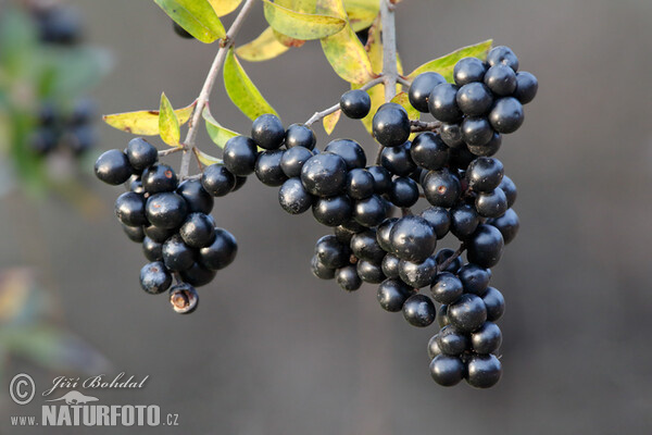 Gewöhnlicher Liguster (Ligustrum vulgare)