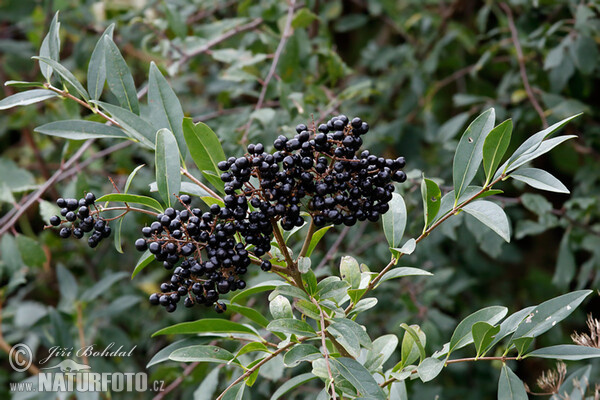 Gewöhnlicher Liguster (Ligustrum vulgare)