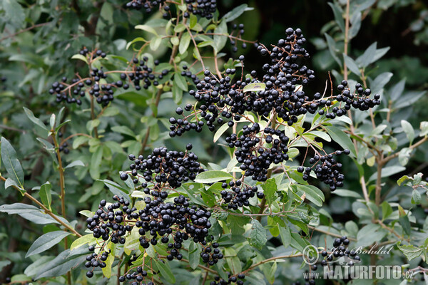 Gewöhnlicher Liguster (Ligustrum vulgare)