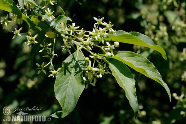 Gewöhnlicher Spindelstrauch (Euonymus europaeus)