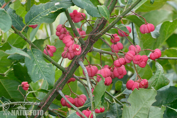 Gewöhnlicher Spindelstrauch (Euonymus europaeus)