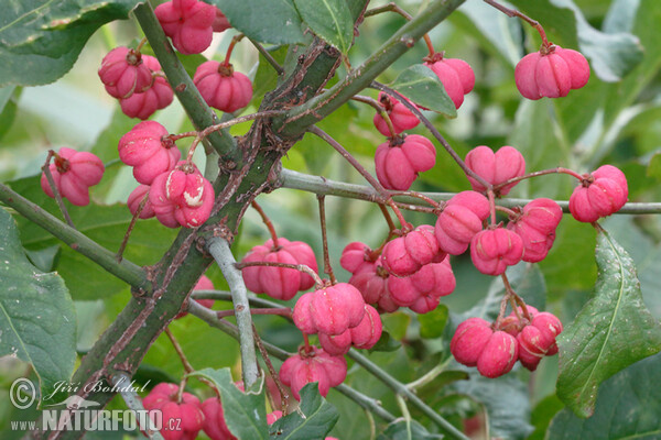 Gewöhnlicher Spindelstrauch (Euonymus europaeus)