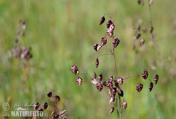 Gewöhnliches Zittergrass (Briza media)