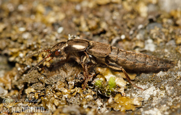 Gewürfelter Raubkäfer (Ontholestes sp.)