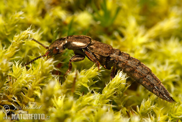 Gewürfelter Raubkäfer (Ontholestes sp.)